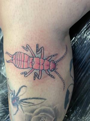 Earwig