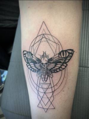 Geometric death head moth