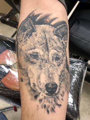Dingo