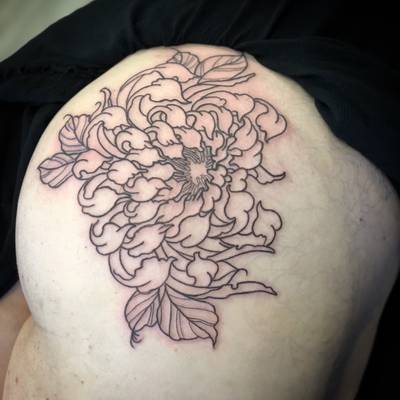 Chrysanthemum  