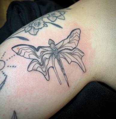 Melted dragon fly 
