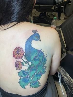 Colorful peacock 