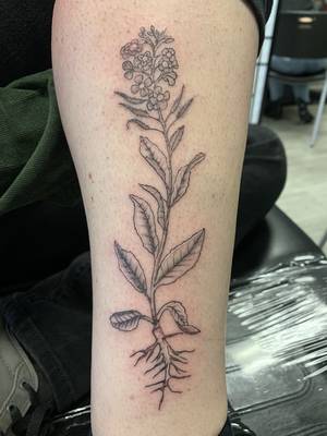 Illustrative mustard seed plant