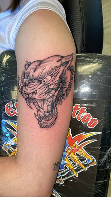 sabertooth coverup process