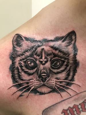 Evil cat